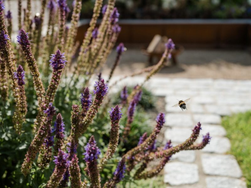 Trittplattenweg aus Naturstein, gesäumt von blühendem Lavendel