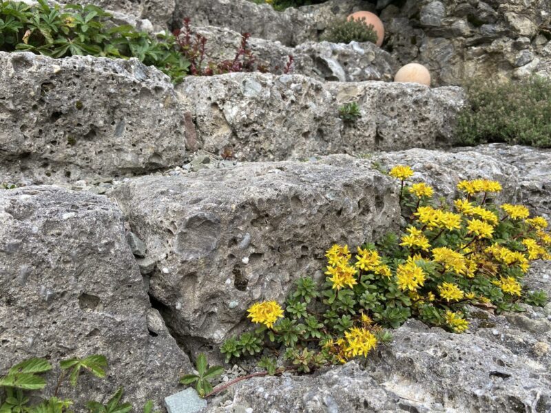 Trockenmauer aus Naturstein mit Polsterstauden in den Fugen